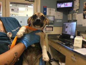 LILY -  German Shepherd Dog Dog for Adoption in Riverside, California - LILY | PetCurious