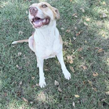 Rescue Yellow Labrador Retriever Dogs for Adoption in Pottsboro, Texas - Boo | PetCurious