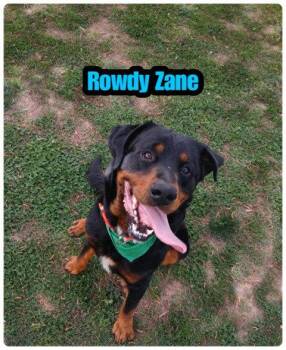 Rottweiler Dogs Available for Adoption in Milton, Georgia - Rowdy Zane | PetCurious