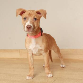 Cortland D71156 -  Pit Bull Terrier and Shepherd Dog for Adoption in Minnetonka, Minnesota - Cortland D71156 | PetCurious
