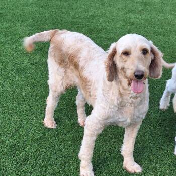 Pippa Doodle 5132 -  Poodle and Retriever Dog for Adoption in Loxahatchee Groves, Florida - Pippa Doodle 5132 | PetCurious