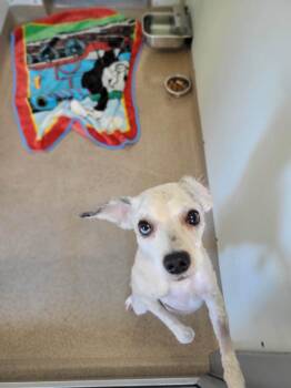 Ester -  Miniature Poodle Dog Available for Adoption in Chambersburg, Pennsylvania - Ester | PetCurious