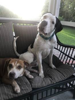Snoopy -  American Bulldog and Hound Dog for Adoption in West Palm Beach, Florida - Snoopy | PetCurious