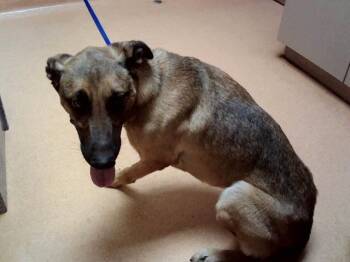 WRANGLER -  German Shepherd Dog and Mixed Breed Dog for Adoption in Martinez, California - WRANGLER | PetCurious