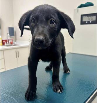 Mixed Breed Dogs Available for Adoption in New York, New York - Kenobi (p) | PetCurious