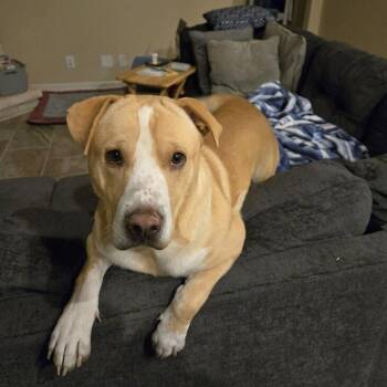 Rescue Labrador Retriever Dogs for Adoption in Brookeville, Maryland - Carlos | PetCurious