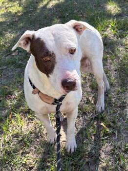 Rescue Pit Bull Terrier Dogs for Adoption in Houston, Texas - Piper | PetCurious