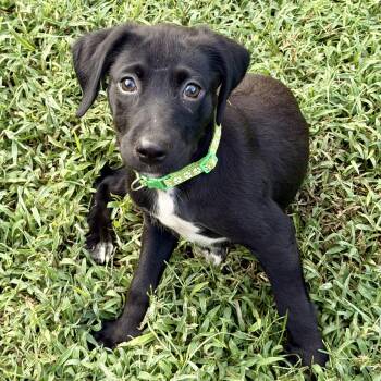 Ezra RR -  Mixed Breed Dog for Adoption in South Portland, Maine - Ezra RR | PetCurious