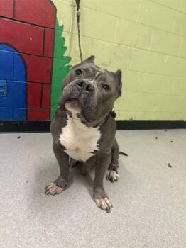Pit Bull Terrier and American Bulldog Dogs Available for Adoption - GEORGE | PetCurious