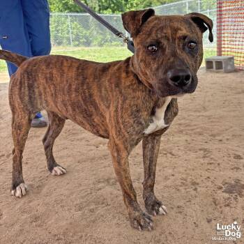 Hound and Plott Hound Dogs Available for Adoption in Washington, District Of Columbia - Thatcher | PetCurious