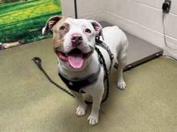 FACE -  Pit Bull Terrier Dog for Adoption in Moreno Valley, California - FACE | PetCurious