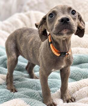 PotPie -  Cane Corso and Pit Bull Terrier Dog for Adoption in Hardeeville, South Carolina - PotPie | PetCurious