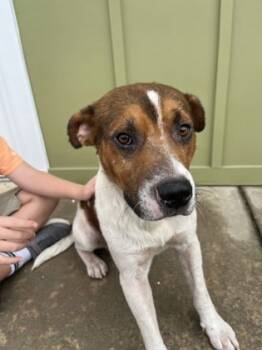 Rescue Terrier and Mixed Breed Dogs for Adoption in Moultrie, Georgia - Barnabis | PetCurious