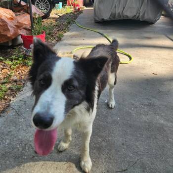 Border Collie Dogs Available for Adoption in Lake Panasoffkee, Florida - SCFL-Stray-66142 | PetCurious