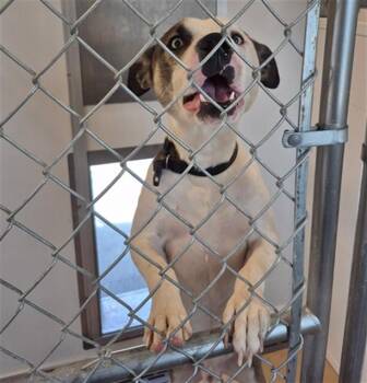 COOPER -  Pit Bull Terrier Dog for Adoption in Casper, Wyoming - COOPER | PetCurious