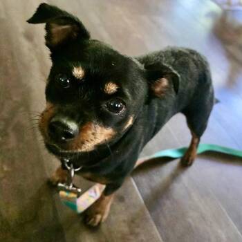 Greta 2026 -  Chihuahua and Dachshund Dog for Adoption in Cincinnati, Ohio - Greta 2026 | PetCurious