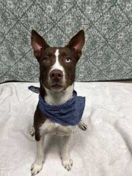 Cinderella -  Mixed Breed Dog for Adoption in Hamilton, Ohio - Cinderella | PetCurious
