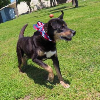 Casey Jones -  Rottweiler and Shepherd Dog for Adoption in Wadena, Minnesota - Casey Jones | PetCurious