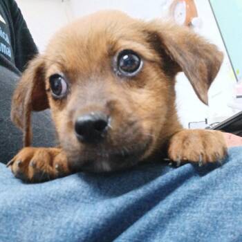 Cheki -  Mixed Breed Dog for Adoption in Guaynabo, Guaynabo - Cheki | PetCurious