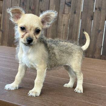 Taylor -  Terrier Dog for Adoption in Santa Fe, Texas - Taylor | PetCurious