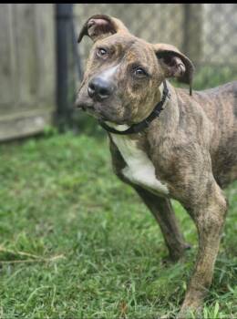 Rescue Mixed Breed Dogs for Adoption in Fairfield, New Jersey - Brownie | PetCurious