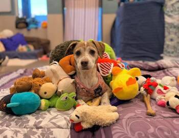 Mixed Breed Dogs Available for Adoption in Mt. Juliet, Tennessee - Diamond | PetCurious