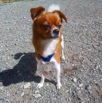 Casey -  Papillon and Chihuahua Dog for Adoption in Oroville, Washington - Casey | PetCurious