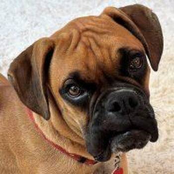 Emmett -  Boxer Dog for Adoption in Davis, California - Emmett | PetCurious