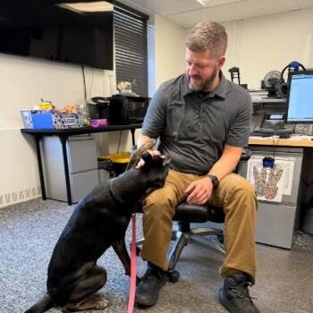 Daisy -  Black Labrador Retriever and Pointer Dog for Adoption in Erie, Pennsylvania - Daisy | PetCurious