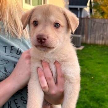 Rescue Mixed Breed Dogs for Adoption in Medford, Oregon - Klondike | PetCurious