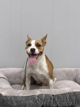 Sadie -  Pit Bull Terrier Dog for Adoption in Bryan, Ohio - Sadie | PetCurious