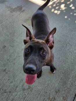 Johnny -  Shepherd and Belgian Shepherd Malinois Dog for Adoption in Twentynine Palms, California - Johnny | PetCurious
