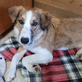 Rescue Australian Shepherd Dogs for Adoption in Chatham, New Jersey - Phoenix | PetCurious
