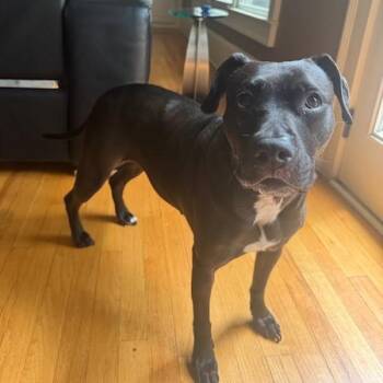 Uzi -  Mixed Breed Dog Available for Adoption in Austell, Georgia - Uzi | PetCurious