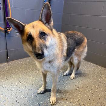 Dixie -  German Shepherd Dog and Mixed Breed Dog for Adoption in Tuscaloosa, Alabama - Dixie | PetCurious