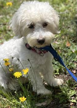 Maltipoo Dogs Available for Adoption in Mount Pleasant, South Carolina - Doris | PetCurious