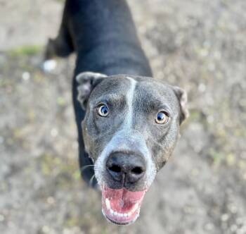 Staffordshire Bull Terrier and Mixed Breed Dogs Available for Adoption - LEO CAR | PetCurious