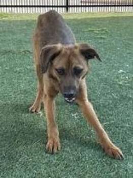 Gingerbread -  Black And Tan Coonhound Dog for Adoption in Denton, Texas - Gingerbread | PetCurious