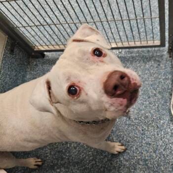 Jaxson (Snow) -  American Staffordshire Terrier Dog for Adoption in Greensboro, North Carolina - Jaxson (Snow) | PetCurious