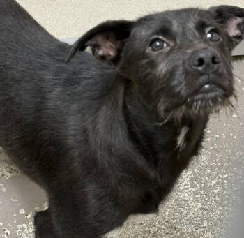 Rucker -  Shepherd Dog for Adoption in Little Rock, Arkansas - Rucker | PetCurious