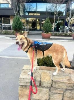 Koda Blue (CP) -  Siberian Husky Dog for Adoption in Dallas, Texas - Koda Blue (CP) | PetCurious