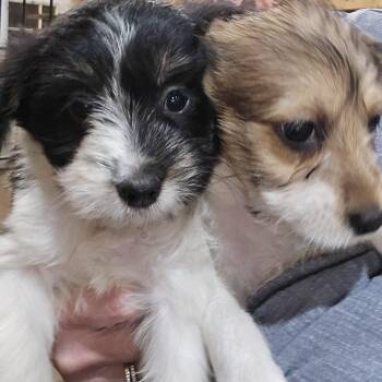 Rosalee -  Yorkshire Terrier and Rat Terrier Dog for Adoption in Athens, Alabama - Rosalee | PetCurious