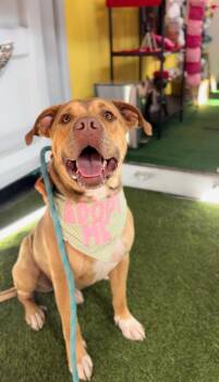 American Staffordshire Terrier Dogs Available for Adoption - Teddy Roo Ruxpin | PetCurious