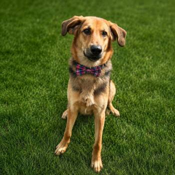 Shepherd and Hound Dogs Available for Adoption in Binghamton, New York - Hercules | PetCurious