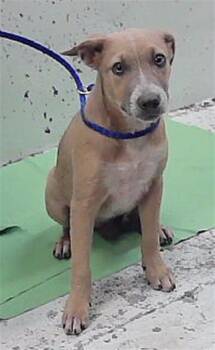 FRENCHY -  Staffordshire Bull Terrier and Mixed Breed Dog for Adoption in Houston, Texas - FRENCHY | PetCurious