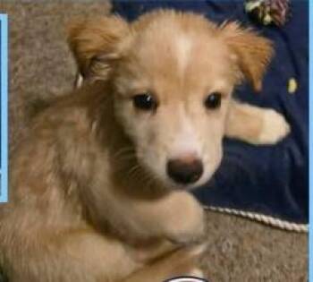 Inde -  Mixed Breed Dog for Adoption in Mesa, Arizona - Inde | PetCurious