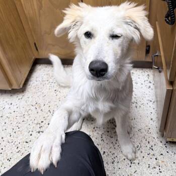 Great Pyrenees Dogs Available for Adoption in Oklahoma City, Oklahoma - Lil