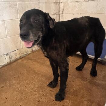 Indy -  Labrador Retriever and Mixed Breed Dog Available for Adoption in Edinburg, Texas - Indy | PetCurious