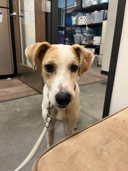 Mixed Breed Dogs Available for Adoption - JC | PetCurious