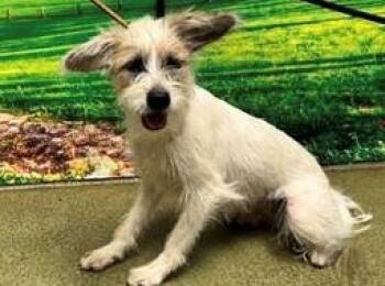 Rescue Terrier and Mixed Breed Dogs for Adoption in Moreno Valley, California - A543872 | PetCurious